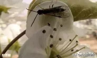 梨茎蜂的治疗用什么药,梨树上的梨茎蜂防治