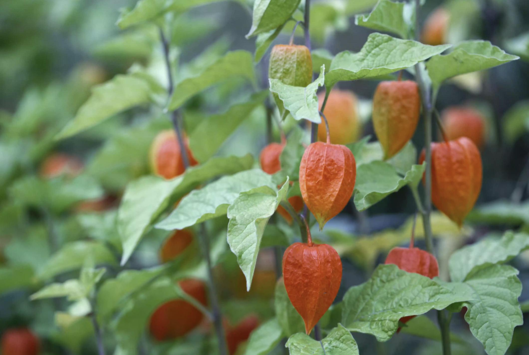 充满活力阳光的花,20种需要阳光的花