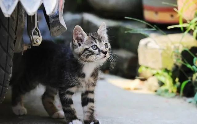 当我觉得养猫很贵时可以养什么猫,不考虑价格新手养什么猫好