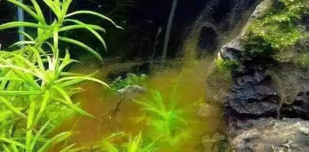 草缸常见10种藻类的解决方法,怎么培养草缸里面的藻类
