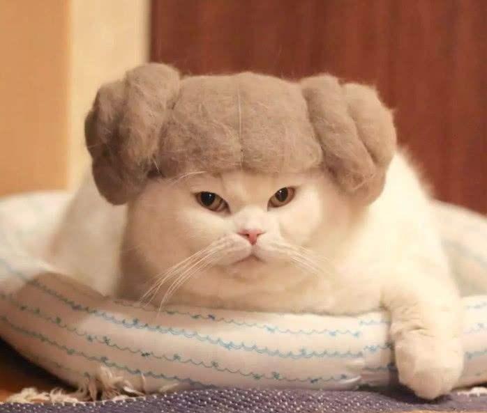 养了猫后会越来越讨厌猫吗,对猫毛狗毛过敏可以养什么宠物