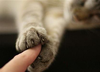 被猫抓了怎么确定猫有没有狂犬病,猫得了狂犬病抓人才要打疫苗吗