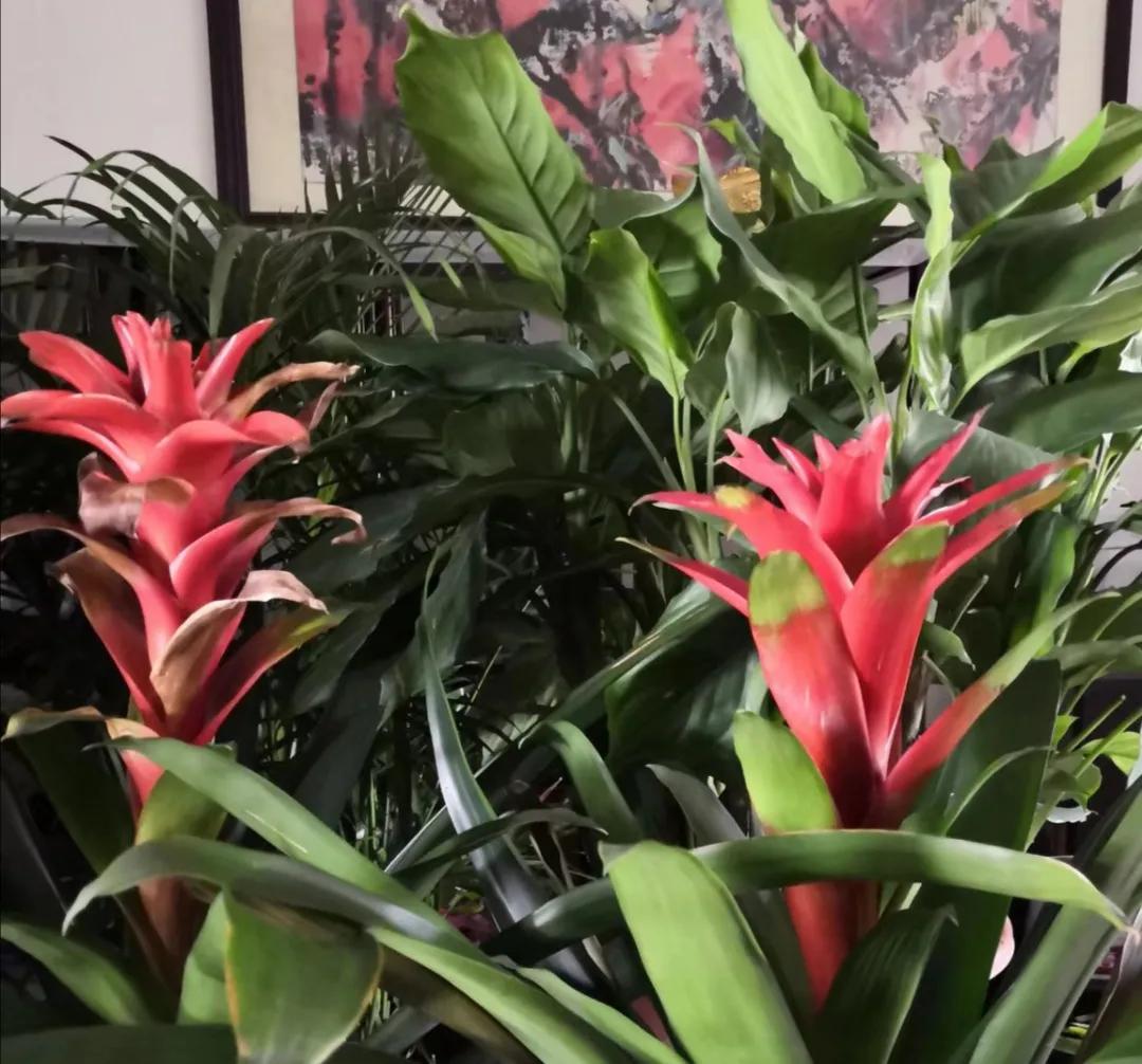 水塔花粉色,水塔花紫色