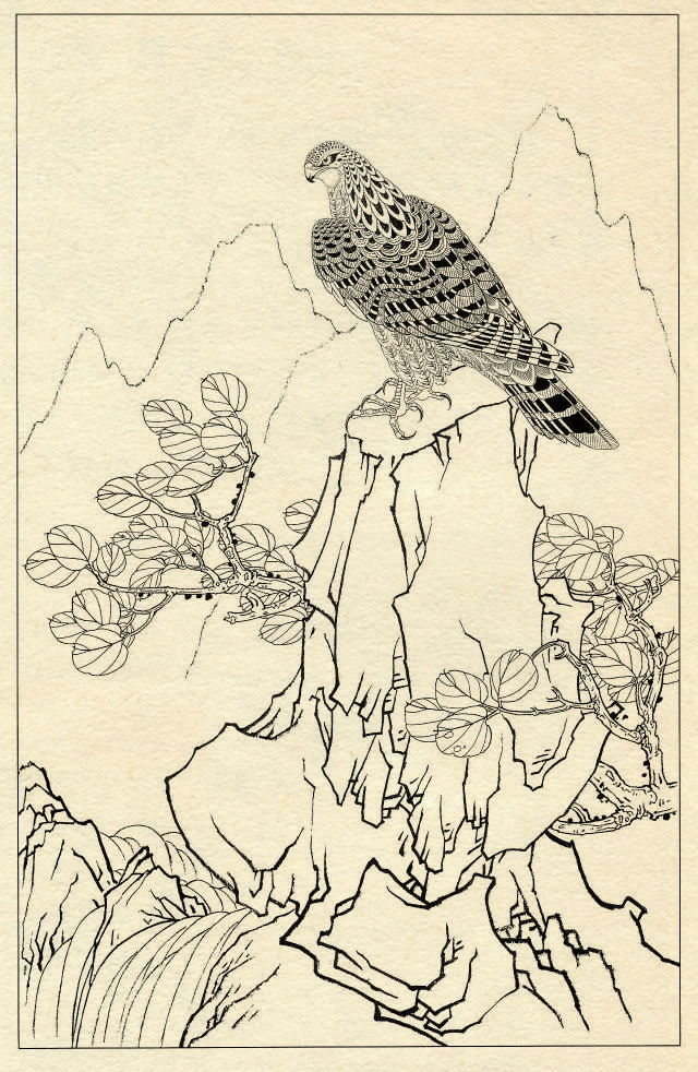 白描鹰技法基础入门,工笔画素材白描鹰图漂亮