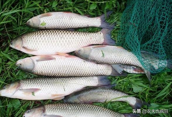 草鱼是杂食性的鱼吗,草鱼最受欢迎的淡水鱼