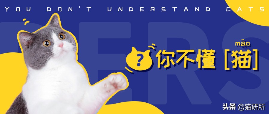 对猫的误解狂犬病,关于猫的冷知识有哪些