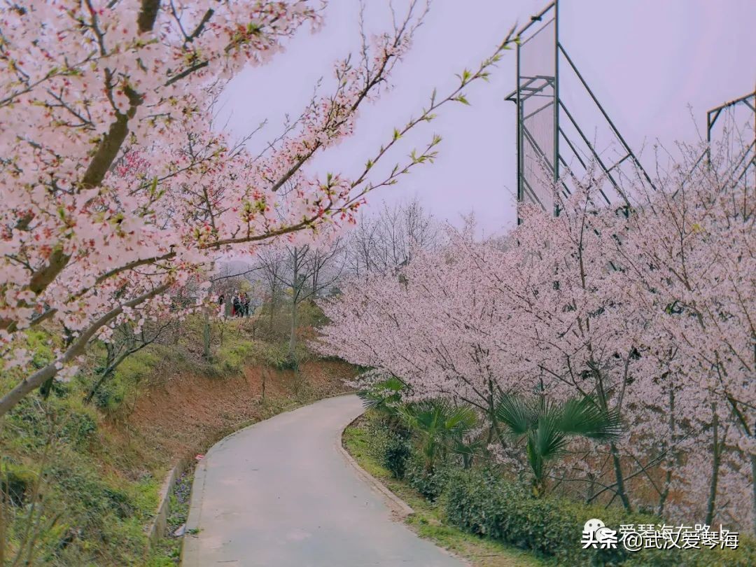 清凉寨樱花烂漫,清凉寨野景