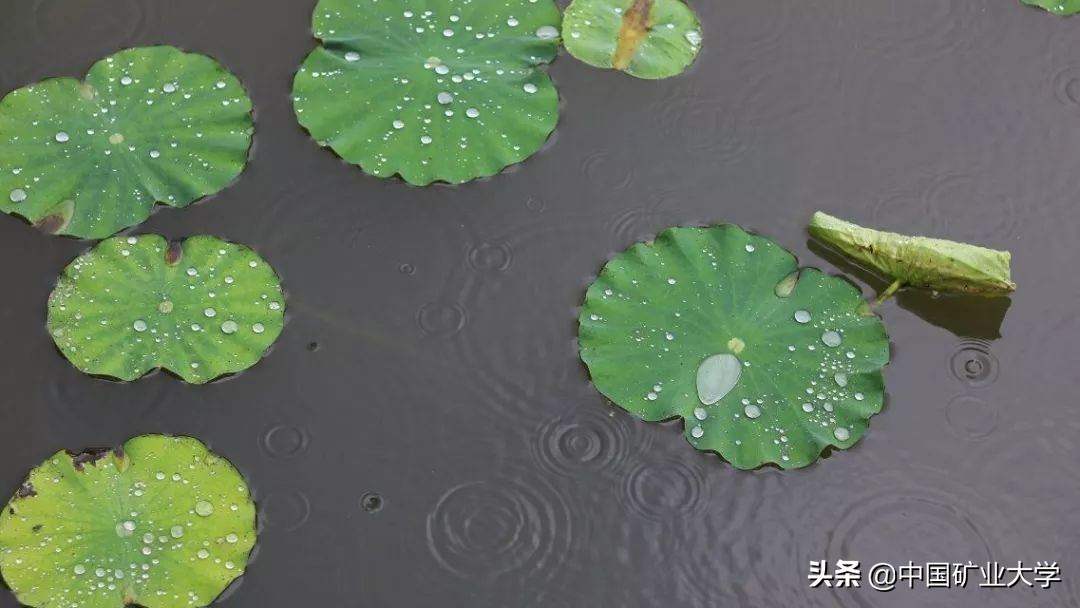 我不要我觉得我要你觉得,我不要我觉得我要你觉得是什么梗