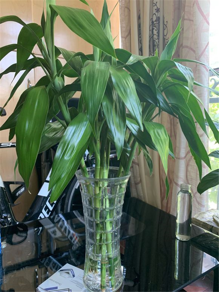 富贵竹为什么根部老是腐烂,富贵竹根部腐烂怎么解决