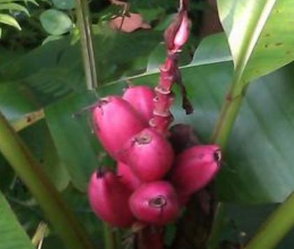 十大土豪水果排名,这些水果吃过5种以上的是土豪