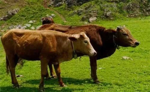 养15头母牛自繁自育前景,养繁育母牛的正确方法