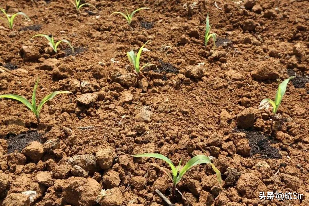 玉米种下后遇下雨迟迟不出苗咋办,玉米播种后不发芽怎么办