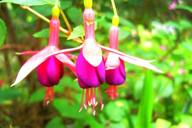 惊艳倒挂金钟,惊艳倒挂金钟图片