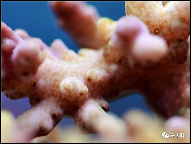 硬骨虫害,硬骨扁虫怎么消灭