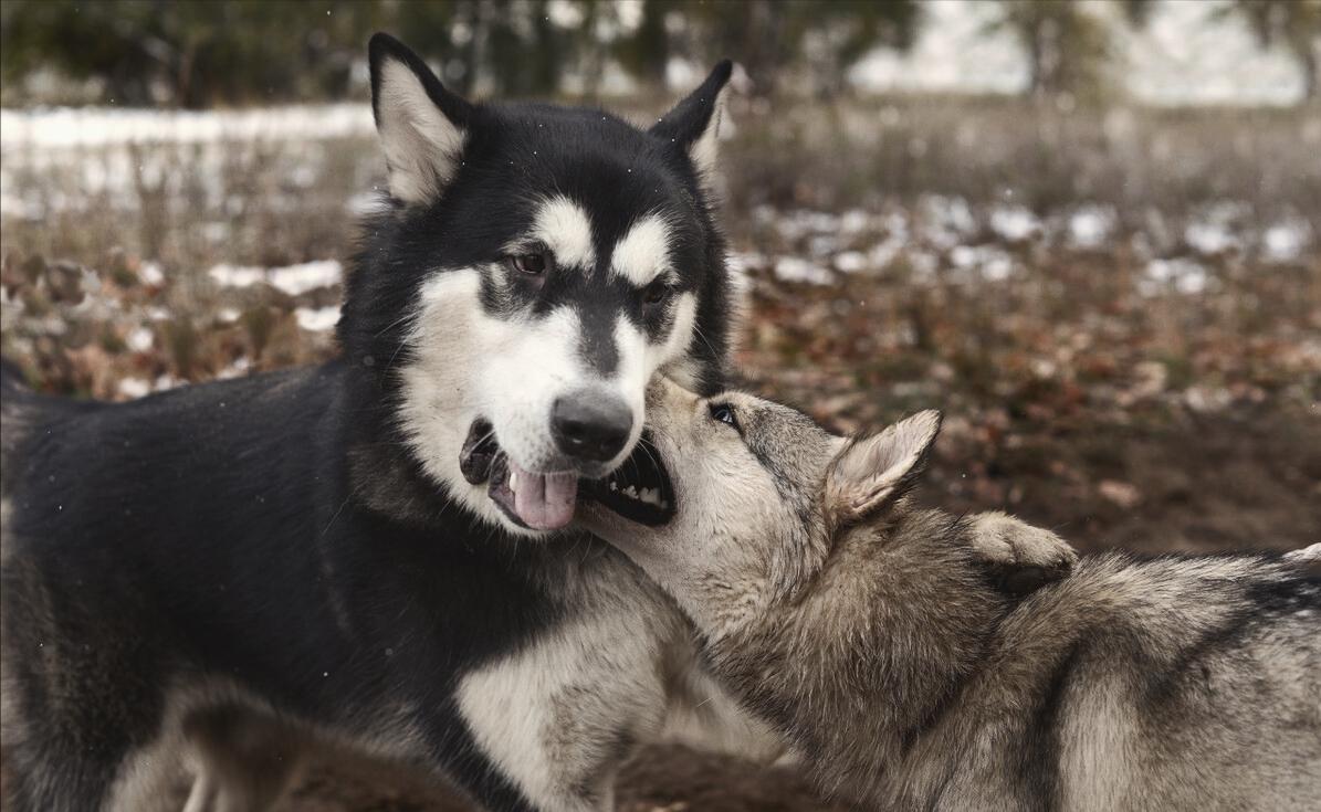 姥爷家的柴犬,姥爷家的小土狗