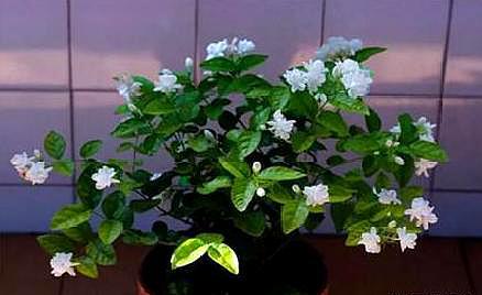 养老桩茉莉花,“半死不活”太愁人?这样去处理,焕发“新生机”