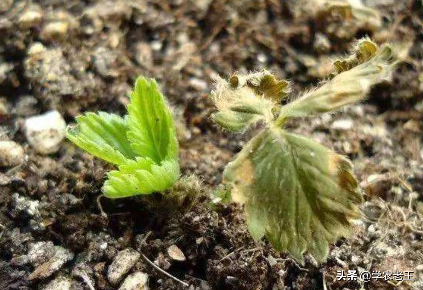 草莓黄萎病最好的特效药,逆生六号能治草莓黄萎病吗