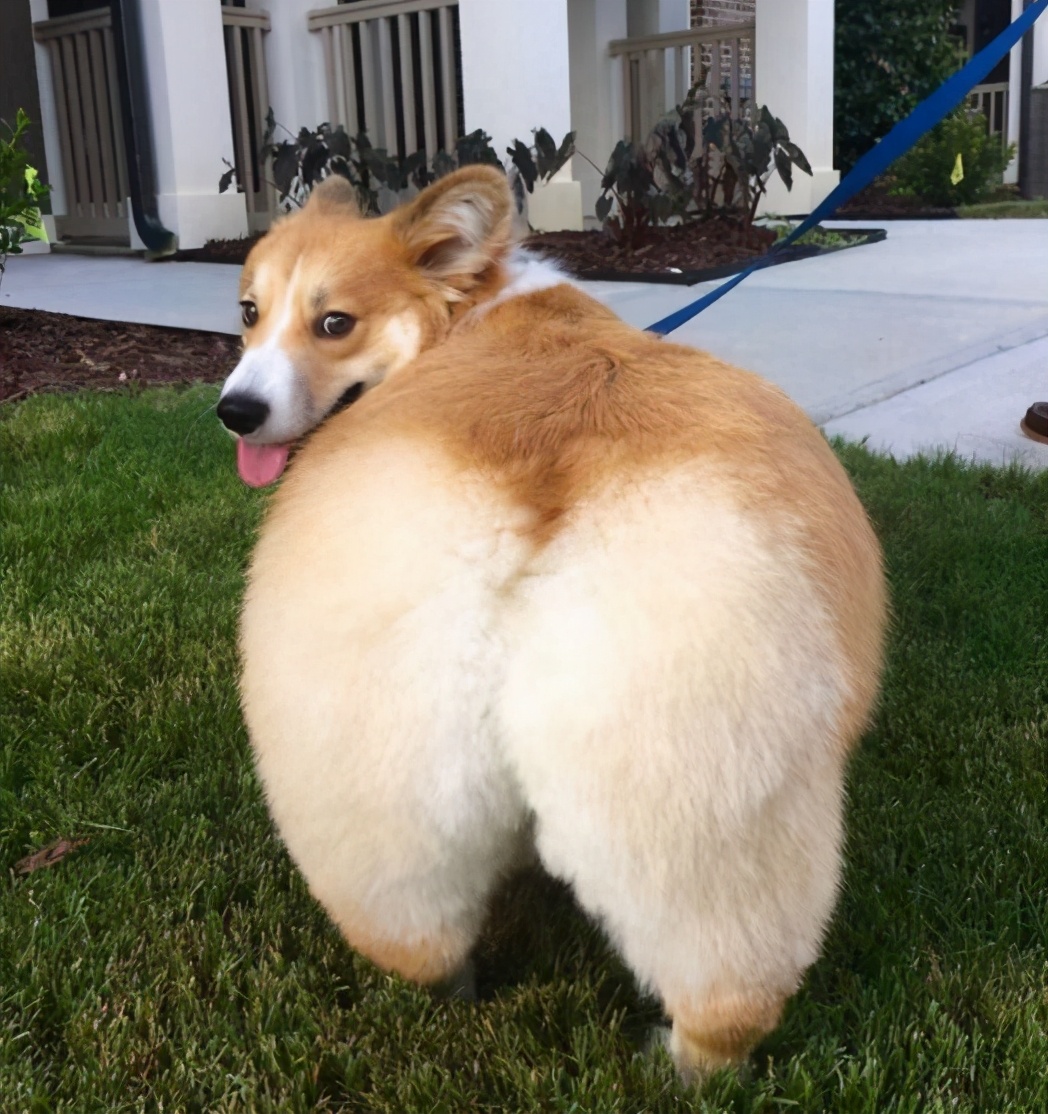 5种最受欢迎的狗狗你养了哪一种,哪个品种的狗狗又好养又乖巧懂事