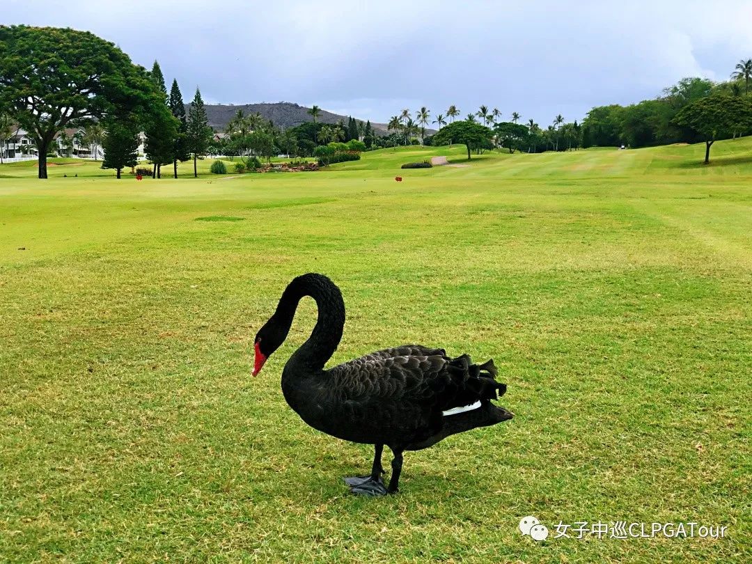 这是一场与高尔夫的热爱之旅!(二)