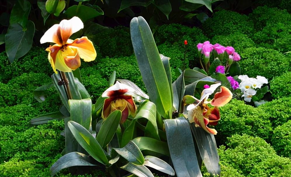 大叔种5亩麦子卖了多少钱,大叔种菜一年5000万