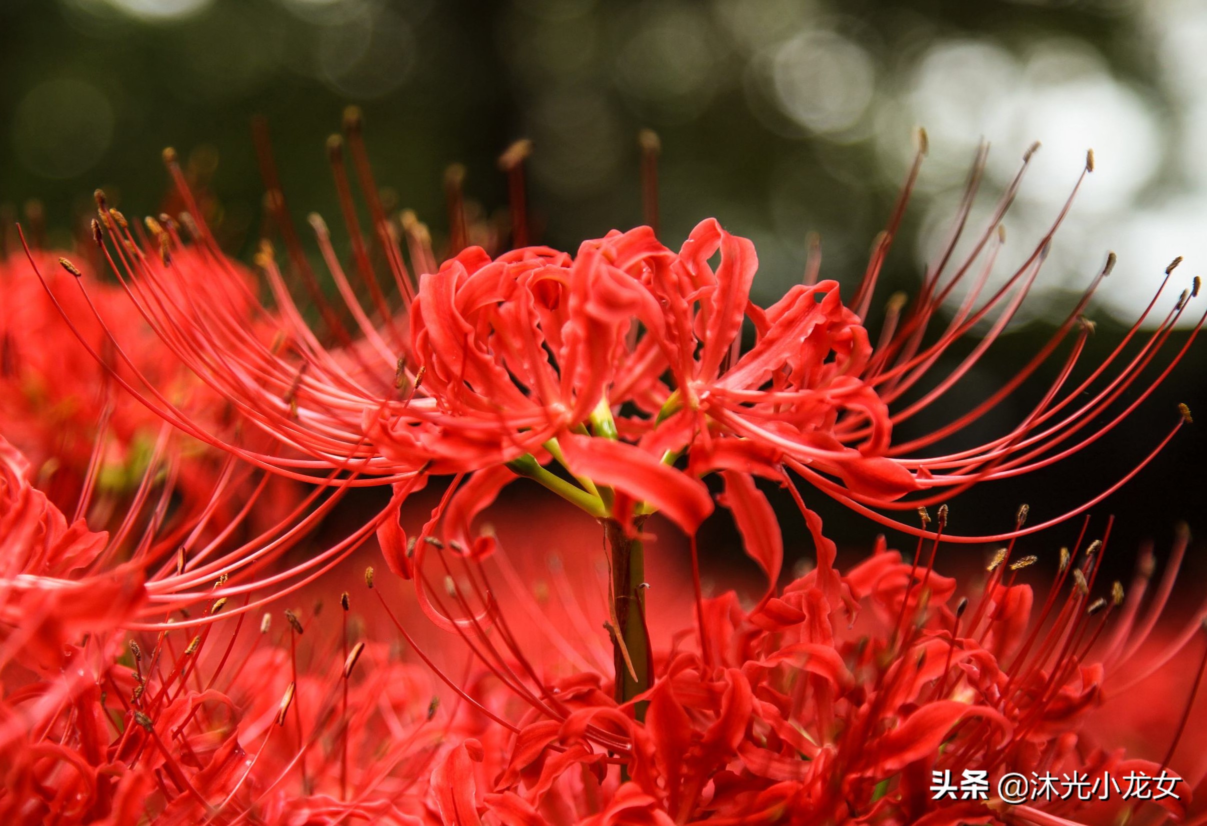 曼珠沙华彼岸花的故事,曼珠沙华彼岸花成品