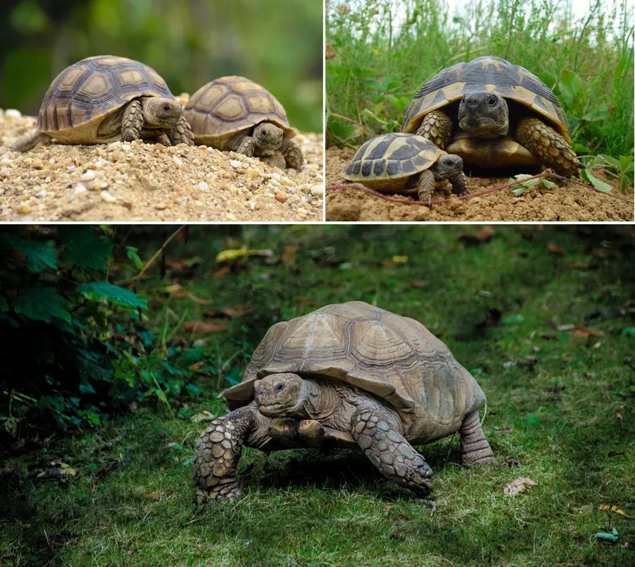 儿童画画法教程小动物,画画教程画小乌龟