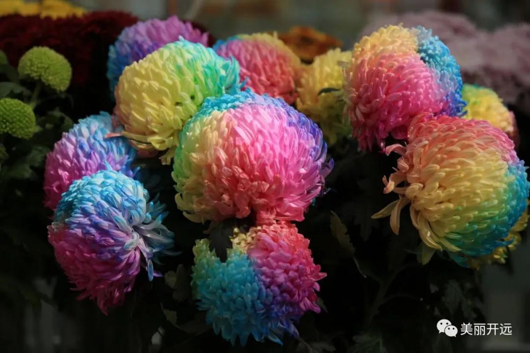 绿色转型特色产业,走出一条多元化产业富民之路