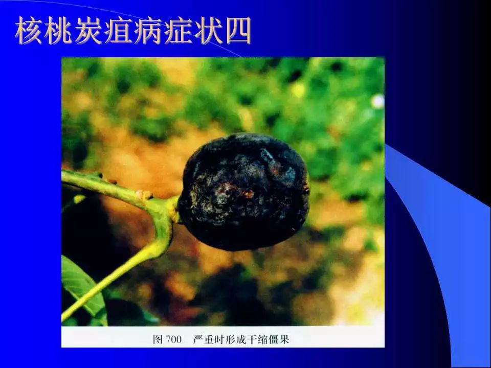 如何识别植物炭疽病和叶斑病,植物炭疽病的介绍