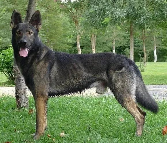 世界各国大型猛犬排名,世界各国猛犬排名