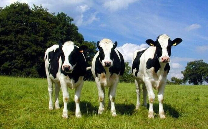 怪不得这么牛因为奶牛—牛