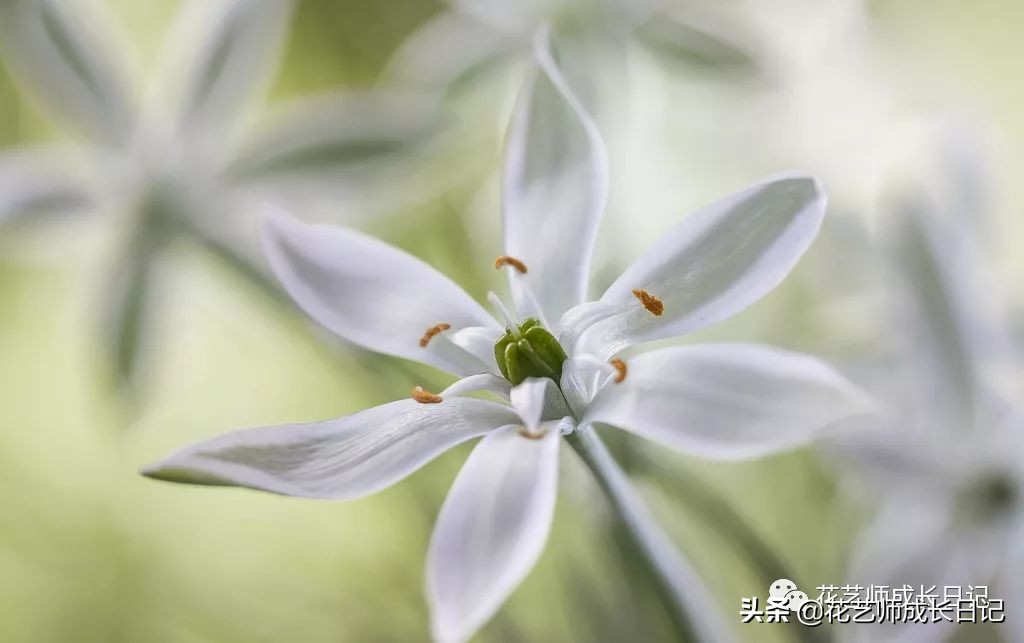 每日一花|伯利恒之星,可用于治疗癌症,洁白可爱