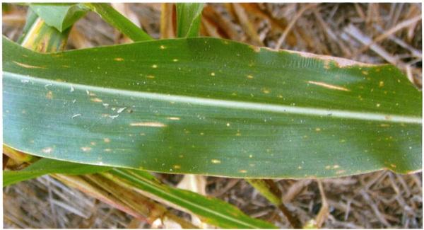 玉米斑病的症状和治疗方法,治疗玉米大斑病的特效药