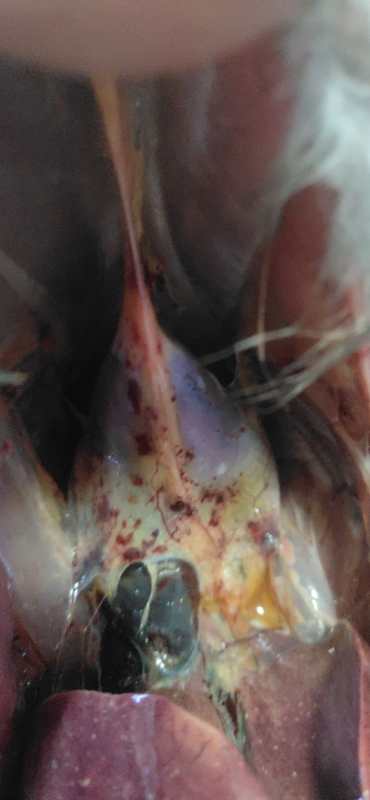 家禽疫病监测方案有哪些,家禽消毒杀菌用什么药