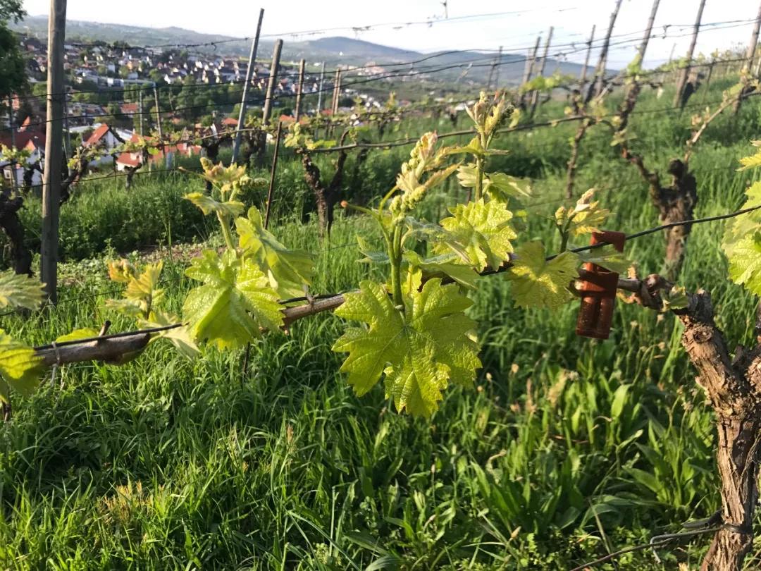 德国葡萄酒庄园,德国葡萄酒品种介绍