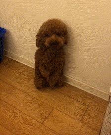 泰迪怎么养新手养泰迪犬基本知识,泰迪比熊博美哪个适合新手养