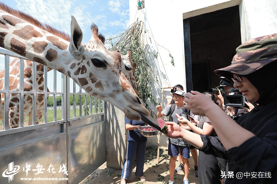 安徽七月,七月安徽景色