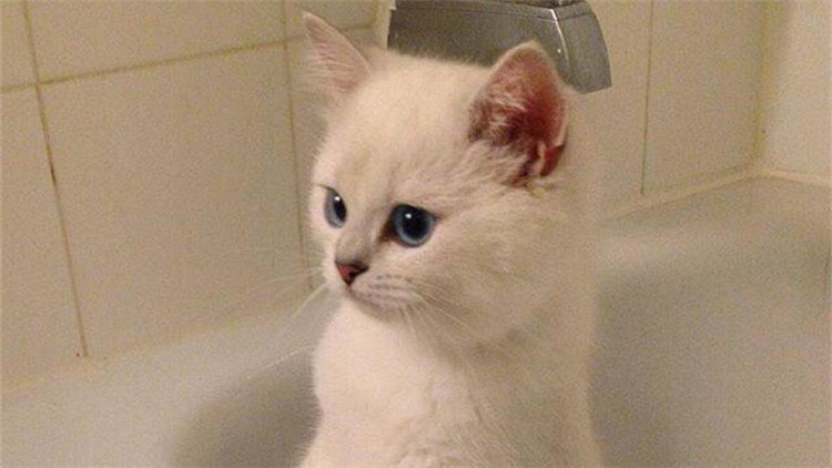 猫咪生病了用什么草药,猫咪提高免疫力药品