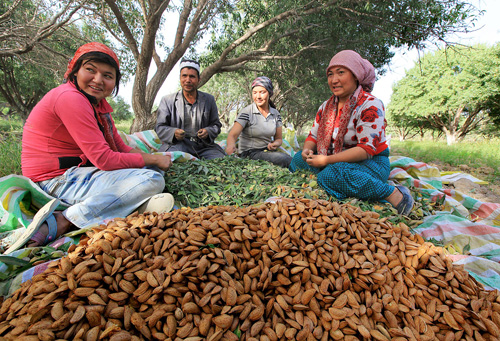 平时吃的杏仁是什么样的杏子,干果杏仁是吃的杏果核吗