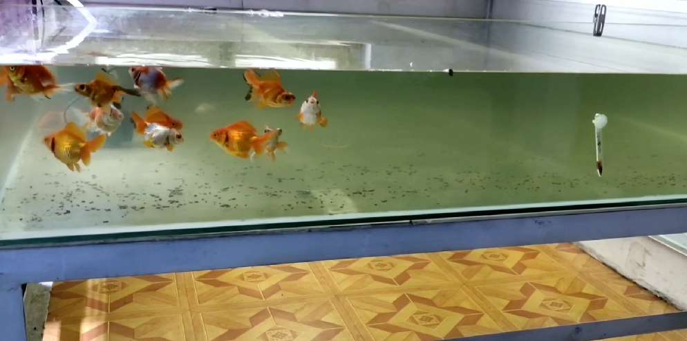 自制金鱼缸过滤设计,金鱼缸过滤设计