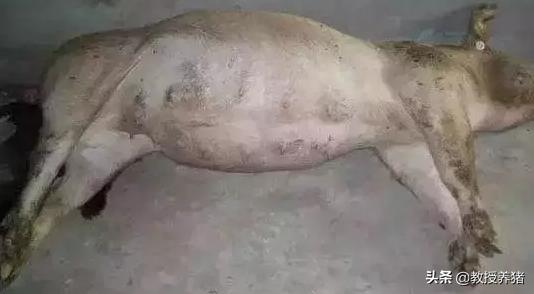 解决猪胀气最好方法,防治猪胀气的方法