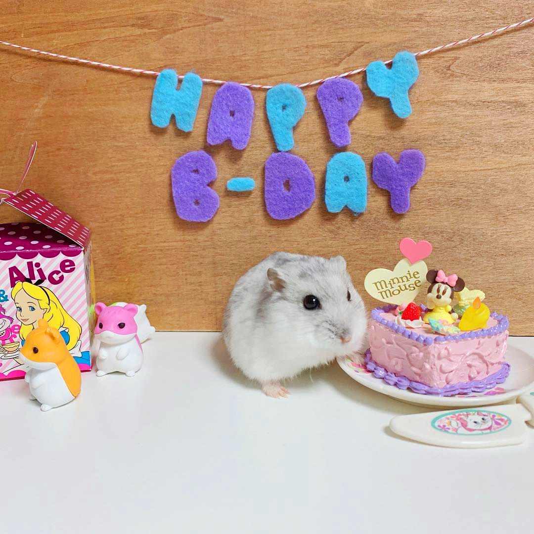 仓鼠生日蛋糕不用羊奶粉,仓鼠要过生日了怎么给它准备礼