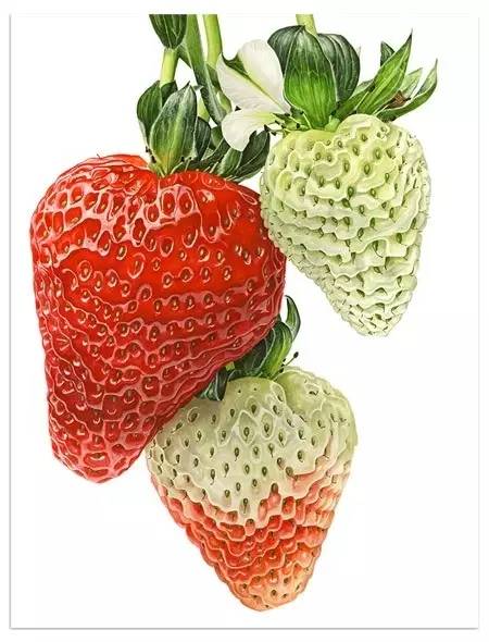 超写实绘画真实吗,超写实的植物绘画