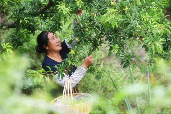 重庆巫山脆李采摘园在哪里,重庆主城哪里有巫山脆李卖
