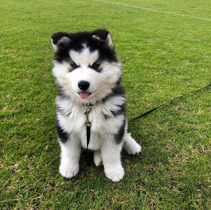 鐩樼偣鍚勪釜鐗瑰埆鐨勬潅浜や覆涓茬嫍,鍝簺瀹犵墿鐘覆涓茶捣鏉ユ洿濂界湅