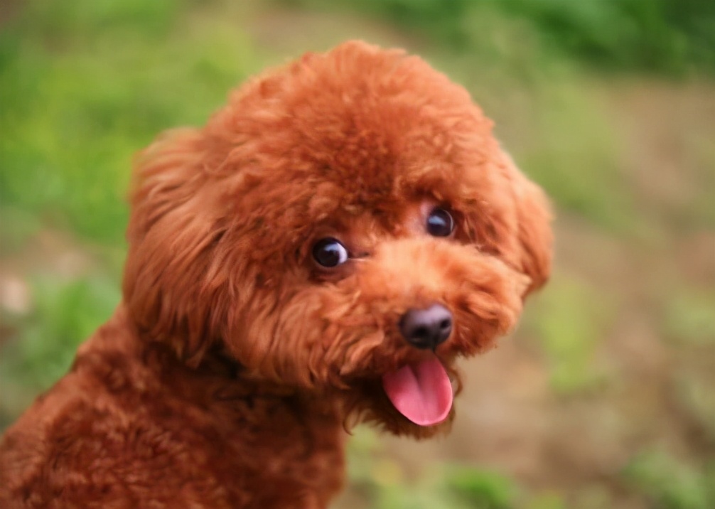 最受欢迎的泰迪熊,最受欢迎的泰迪颜色