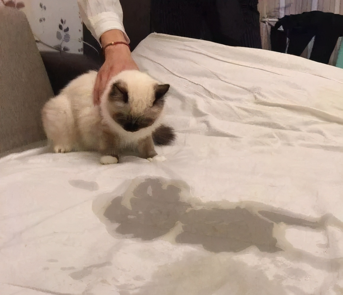 猫咪这五大“臭毛病”，你家猫咪占几个？