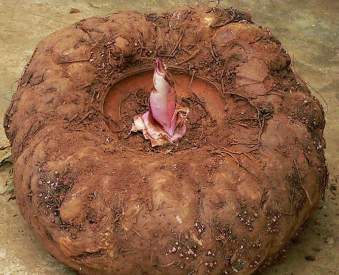 世界上10大最奇特的植物,世界上最奇特的植物叫什么名字