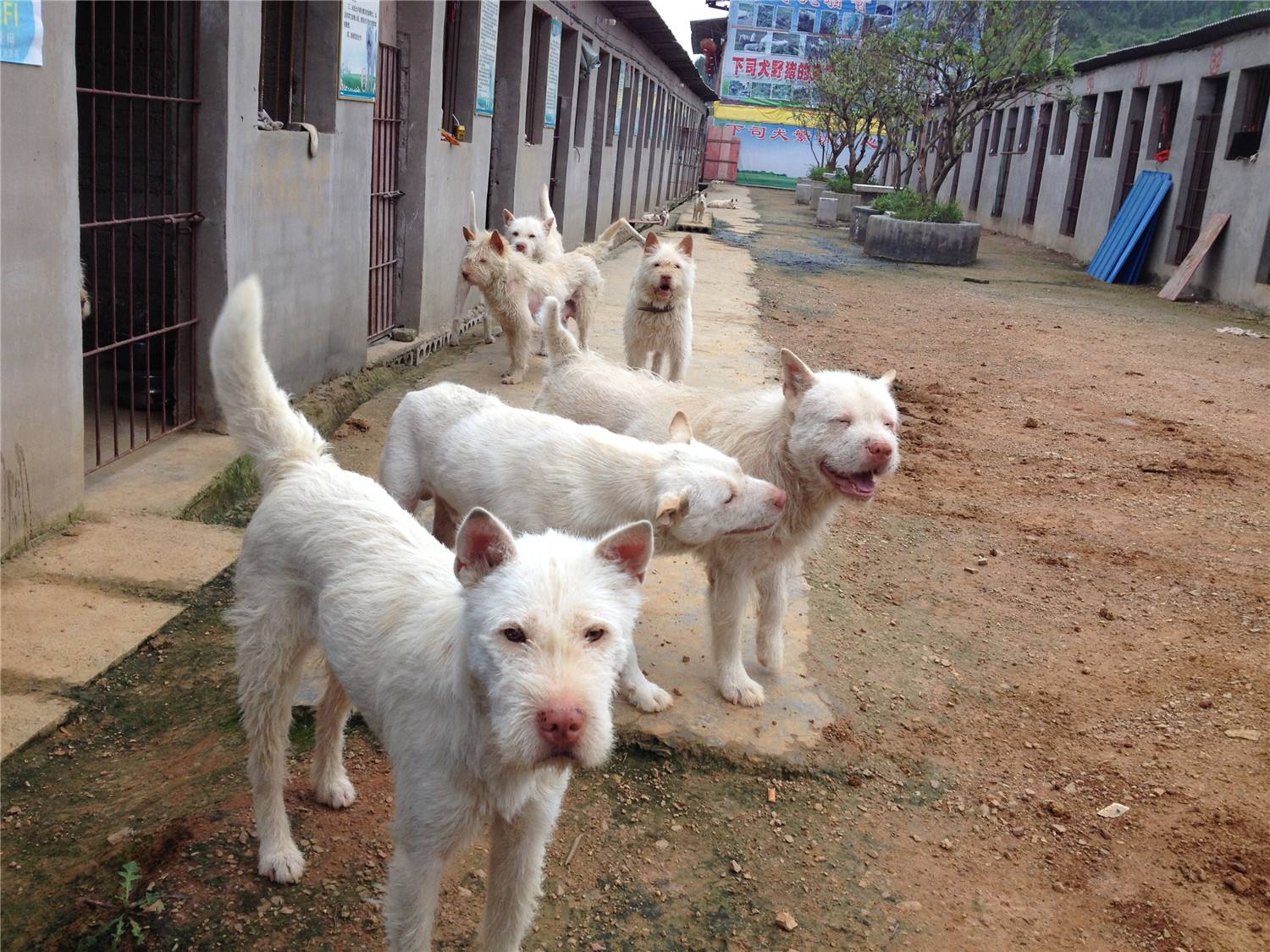 世界级下司犬长什么样,世界级猎犬下司犬