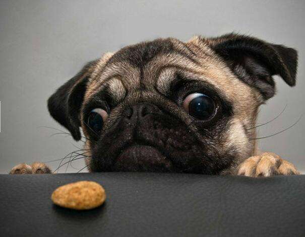 巴哥犬吃什么狗粮推荐,巴哥犬便宜狗粮推荐