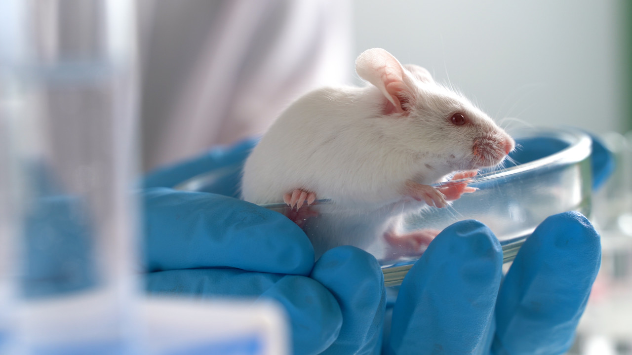 集萃药康和金斯瑞,集萃药康募集资金